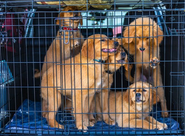 Why Are UK Residents Choosing Exotic Pets Over Traditional Ones?