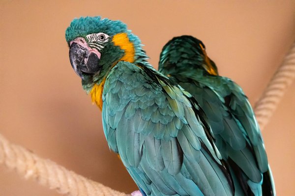 Why Are Cats in the UK Becoming Increasingly Popular as Pets?