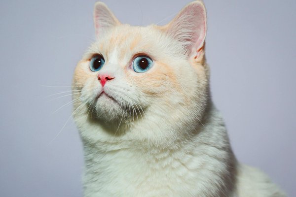 What Are Some Interesting Facts About Pets in the UK?