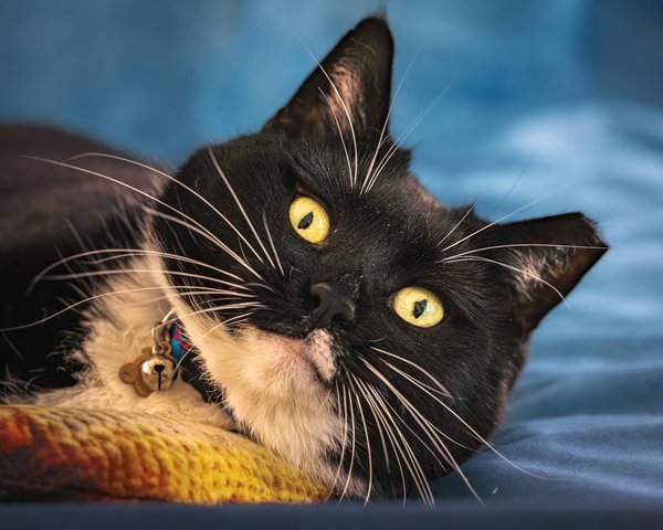 What are the signs of a healthy relationship between pet mice?