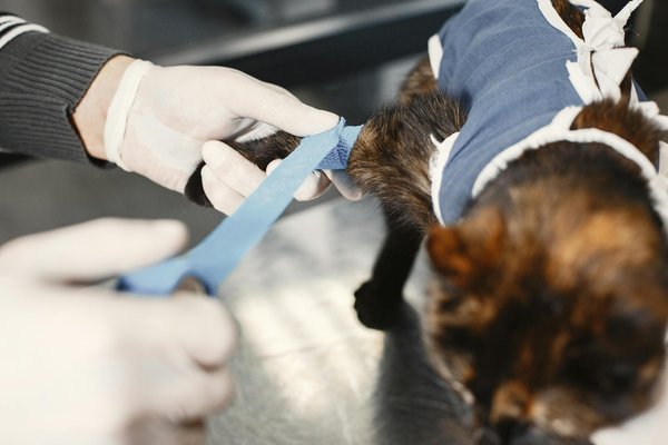 How Can You Identify and Treat Common Cat Illnesses in the UK?